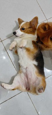 Giảm tải corgi tricolor 5 tháng. Mua bán Chó tại Quận Hoàng Mai Hà Nội được đăng bởi Hoàng trọng đạt
