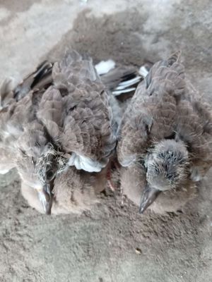 Đôi chim cu gáy malai tầm đút. Mua bán Chim tại Huyện Đức Hòa Long An được đăng bởi cu