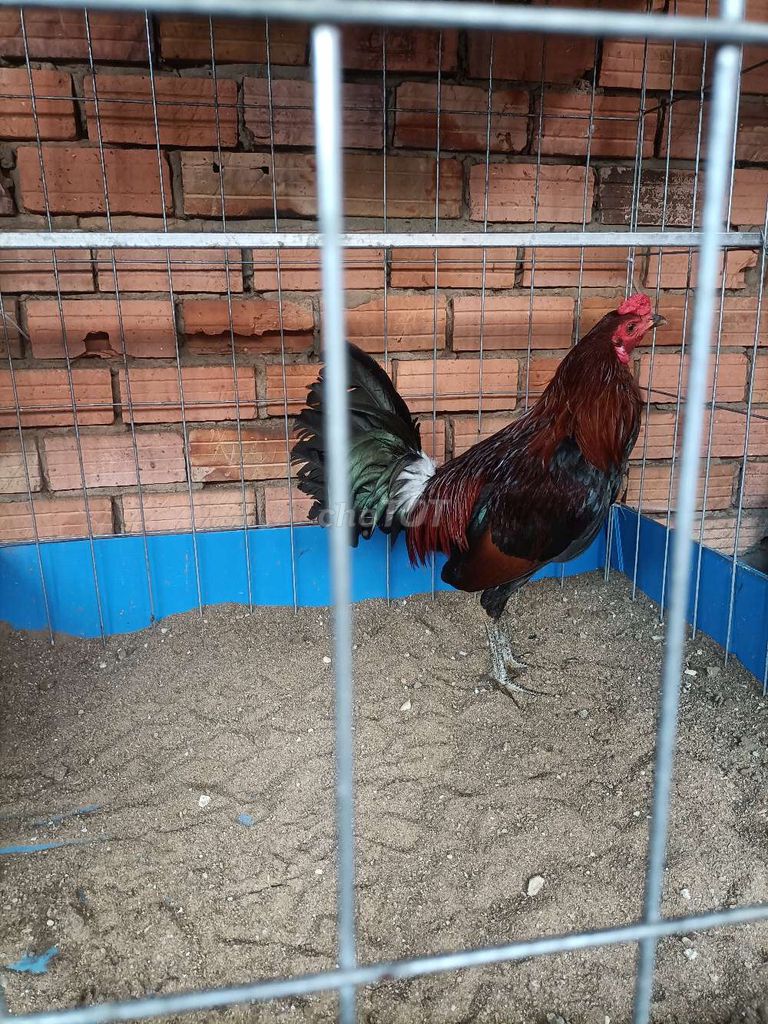 Gà Mỹ Cuban 6.5 tháng 1.4kg. Mua bán Gà tại Thành phố Dĩ An Bình Dương được đăng bởi gà tre mỹ xanh hách Bình Dương  hình 1