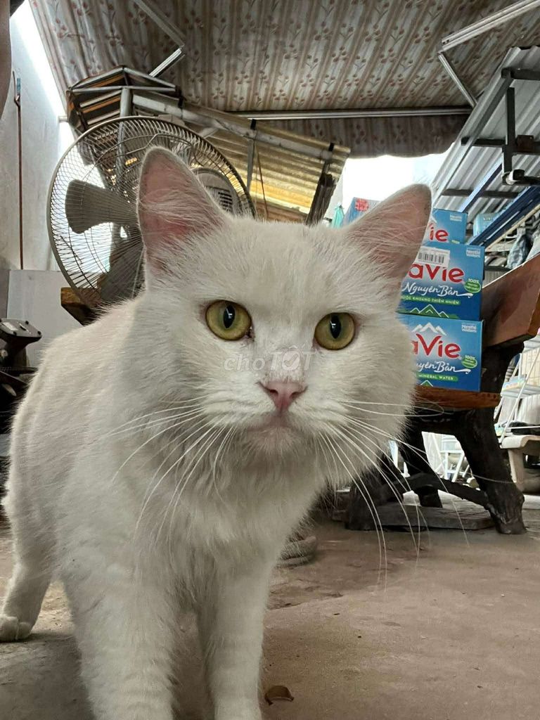 Mèo Anh lông dài Trắng đã tiêm. Mua bán Mèo tại Quận Tân Phú Tp Hồ Chí Minh được đăng bởi lê mai hình 1