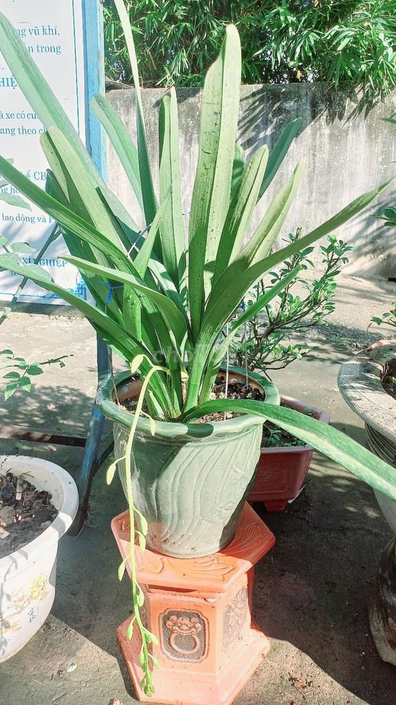 Lan kiếm Phan Trí 5 thân. Mua bán Cây cảnh, đồ trang trí tại Thành phố Nam Định Nam Định được đăng bởi Phạm Hiệp hình 1