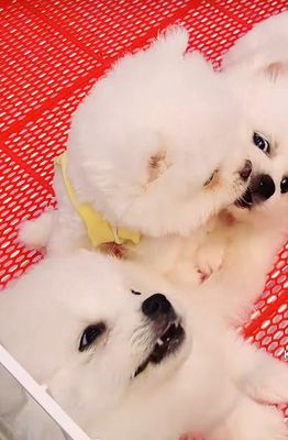 Chó Phốc sóc Thái trắng 2-3 tháng. Mua bán Chó tại Thị xã Bến Cát Bình Dương được đăng bởi Trang Trại PND