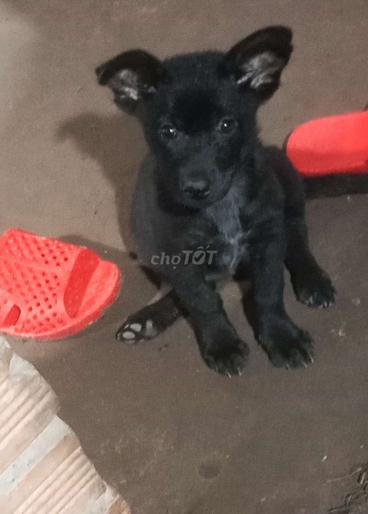 gả bé y hình, ăn uống khỏe mạnh. Mua bán Chó tại Thành phố Thuận An Bình Dương được đăng bởi Yến Nguyễn  hình 1