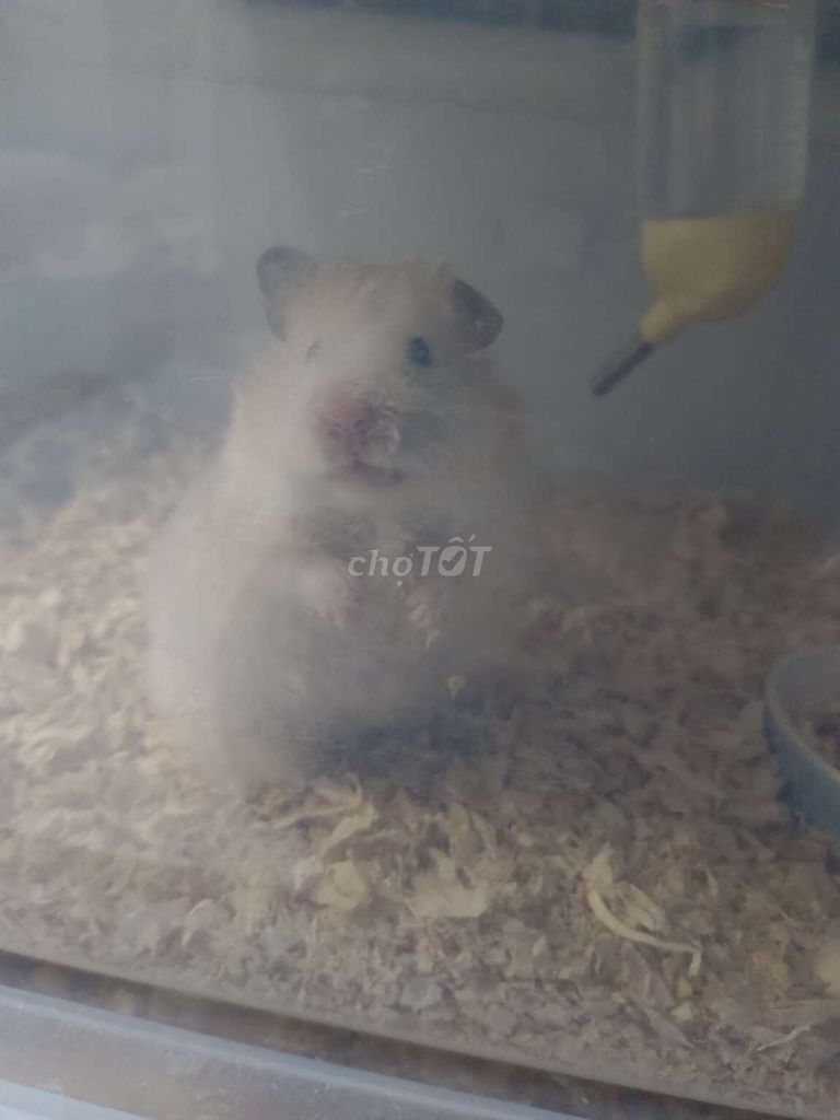 hamster poly tạng to cái 5 tháng kèm chuồng nhựa. Mua bán Thú cưng khác tại Quận Bình Tân Tp Hồ Chí Minh được đăng bởi T hình 1