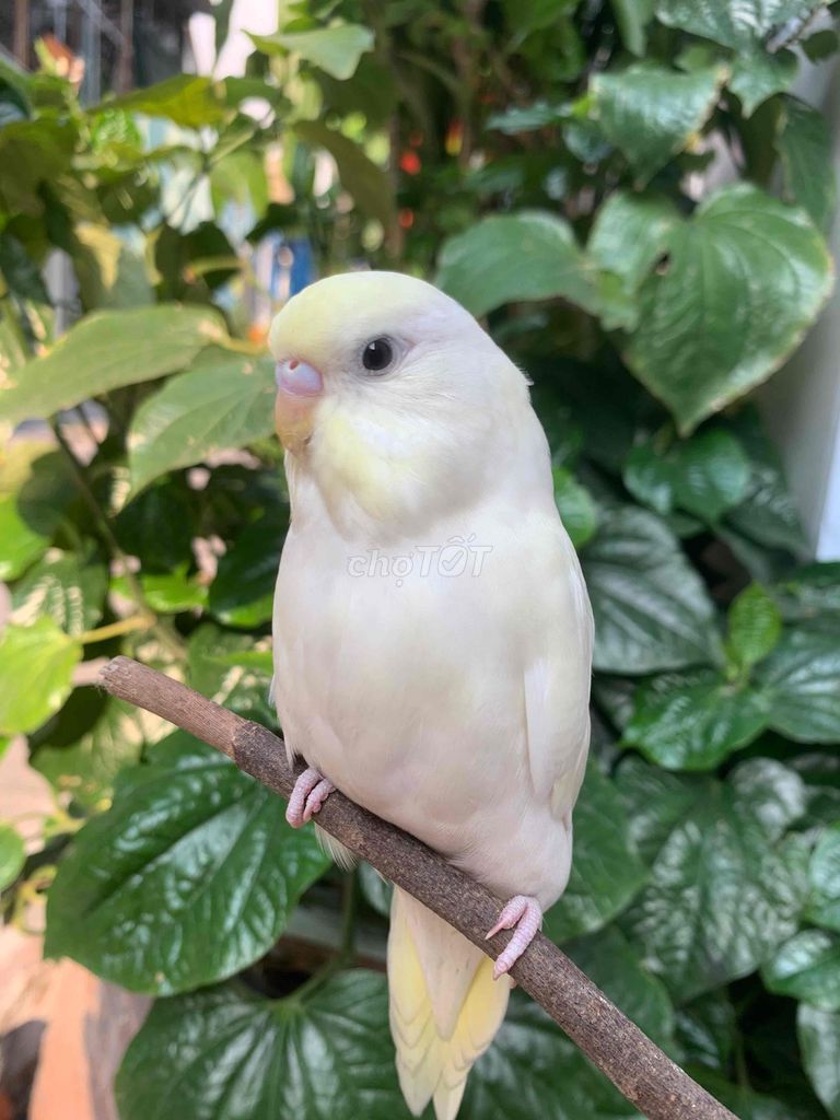 Vẹt cảnh Mini Trắng vàng. Mua bán Chim tại Quận Gò Vấp Tp Hồ Chí Minh được đăng bởi Huynh Anh hình 1