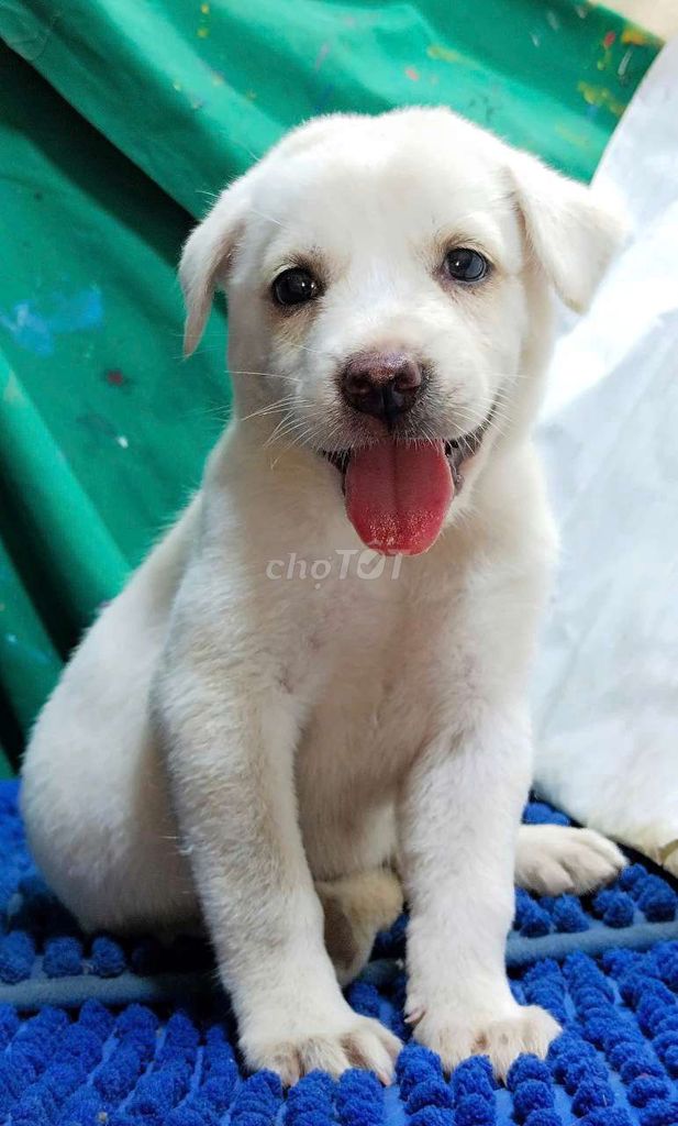 Chó Labrador trắng lông mềm mịn thân thiện . Mua bán Chó tại Quận Bình Tân Tp Hồ Chí Minh được đăng bởi Nguyễn Hằng hình 1