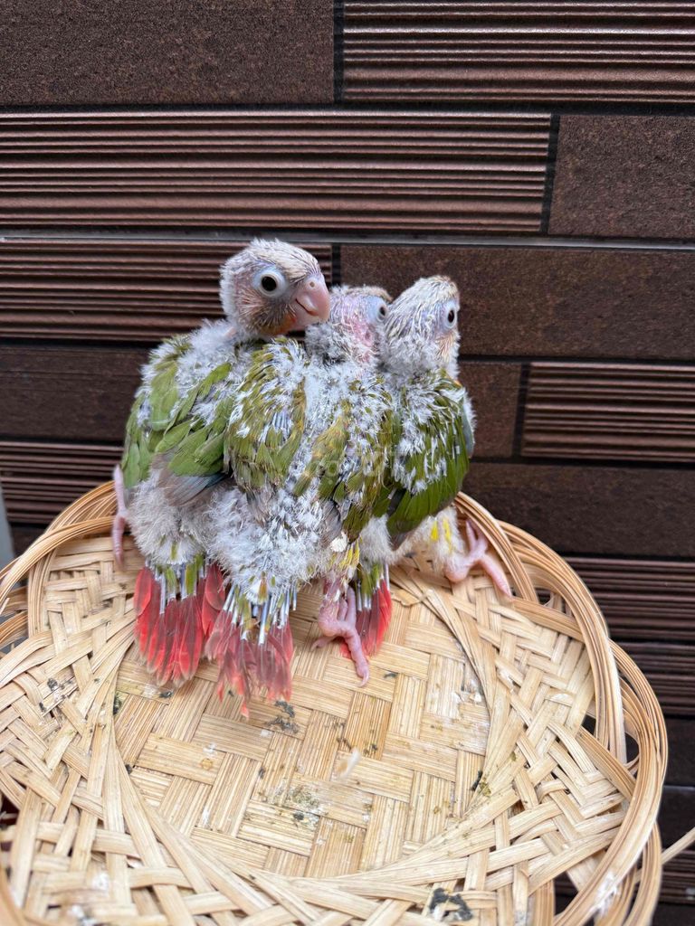 Chim Vẹt Green Cheek Baby Đa sắc. Mua bán Chim tại Quận Tân Phú Tp Hồ Chí Minh được đăng bởi Thủy huỳnh hình 1