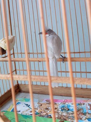 Mái xám trắng ae ghép đẻ,rồng xanh nam mỹ 80cm. Mua bán Chim tại Huyện Bình Chánh Tp Hồ Chí Minh được đăng bởi Thành Ban