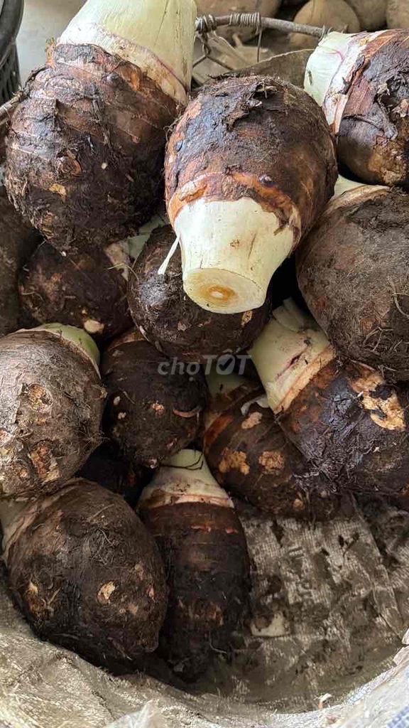 Vựa Khoai Lộc Phượng (Khoai, Sắn, Bí, Mỡ). Mua bán Đồ ăn, thực phẩm và các loại khác tại Quận 1 Tp Hồ Chí Minh được đăng bởi Phan Thị Thu Tuyết hình 1