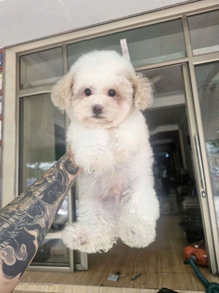 Chó Poodle 2 tháng tuổi. Mua bán Chó tại Thành phố Thanh Hóa Thanh Hóa được đăng bởi Hải Dương hình 1