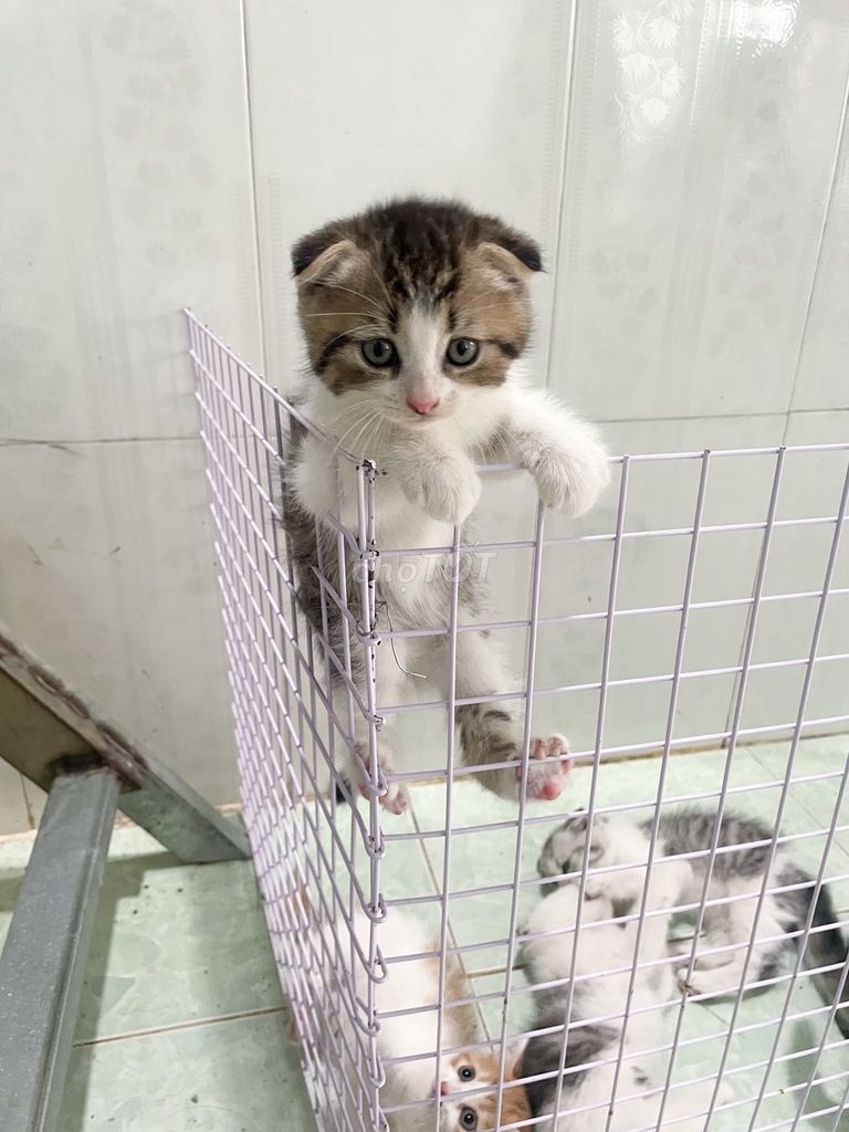 Scottish Fold tai cup