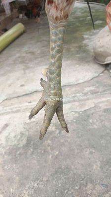 Xám 3k3. Mua bán Gà tại Huyện Chợ Gạo Tiền Giang được đăng bởi Trần Khánh Huy