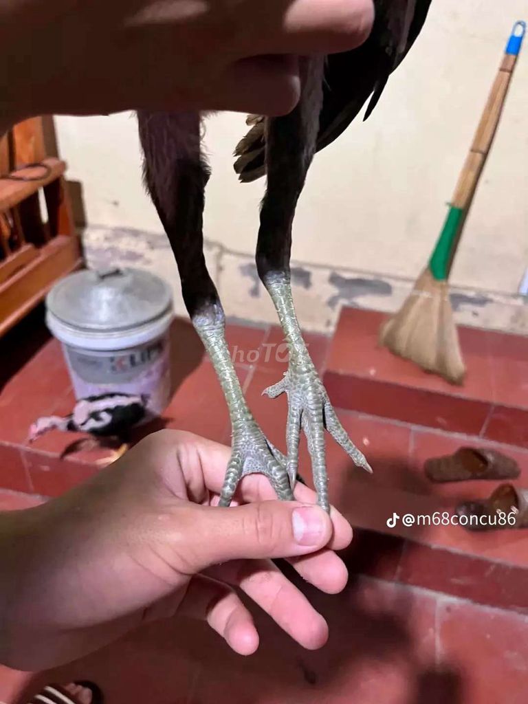 Gà choai trống chân vàng. Mua bán Gà tại Huyện Ứng Hòa Hà Nội được đăng bởi Nguyễn Vy hình 1