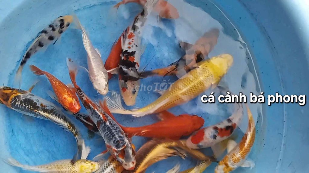 Cá Koi Đa sắc có thêm phi tần hẻm BMT . Mua bán Thú cưng khác tại Thành phố Buôn Ma Thuột Đắk Lắk được đăng bởi Cá Cảnh Bá Phong BMT hình 1