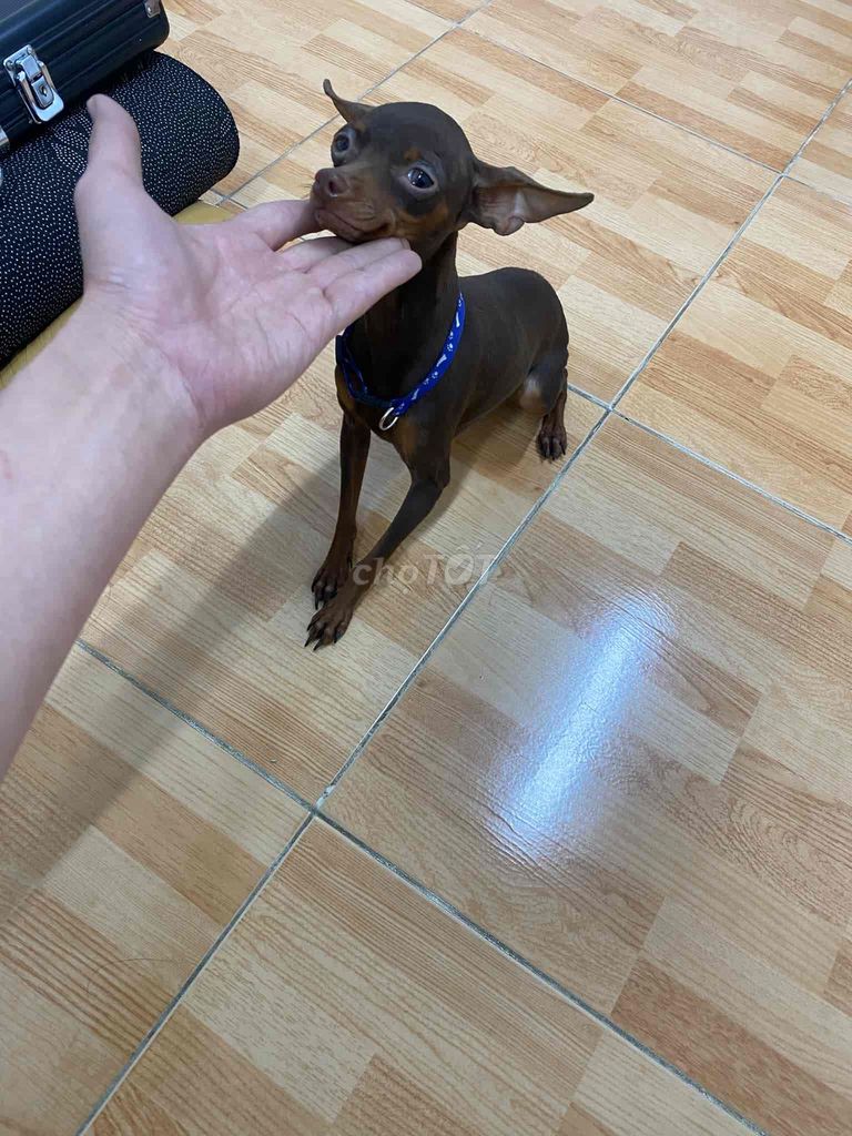 phốc cái tơ sz nhỏ. Mua bán Chó tại Huyện Thuỷ Nguyên Hải Phòng được đăng bởi nắng hình 1