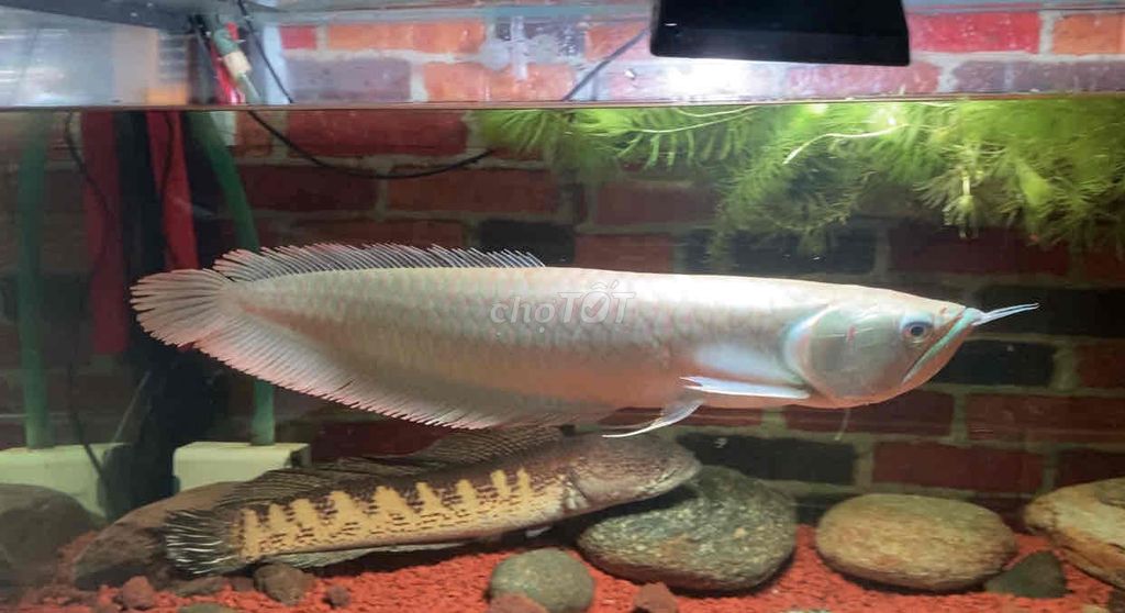 Cá Kim long úc 30cm ngân long 40cm bắt cả 2 có bớt. Mua bán Thú cưng khác tại Quận Bình Tân Tp Hồ Chí Minh được đăng bởi Mê Cá hình 1