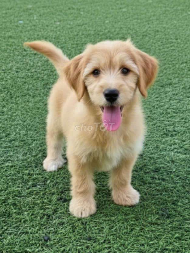 Chó Golden 3 tháng màu vàng siêu đẹp thông minh. Mua bán Chó tại Quận 12 Tp Hồ Chí Minh được đăng bởi Thi Thi hình 1