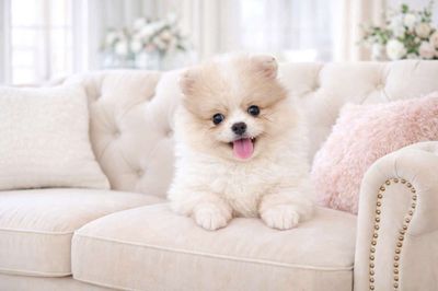 Chó Phốc Sóc nhiều màu 70 ngày