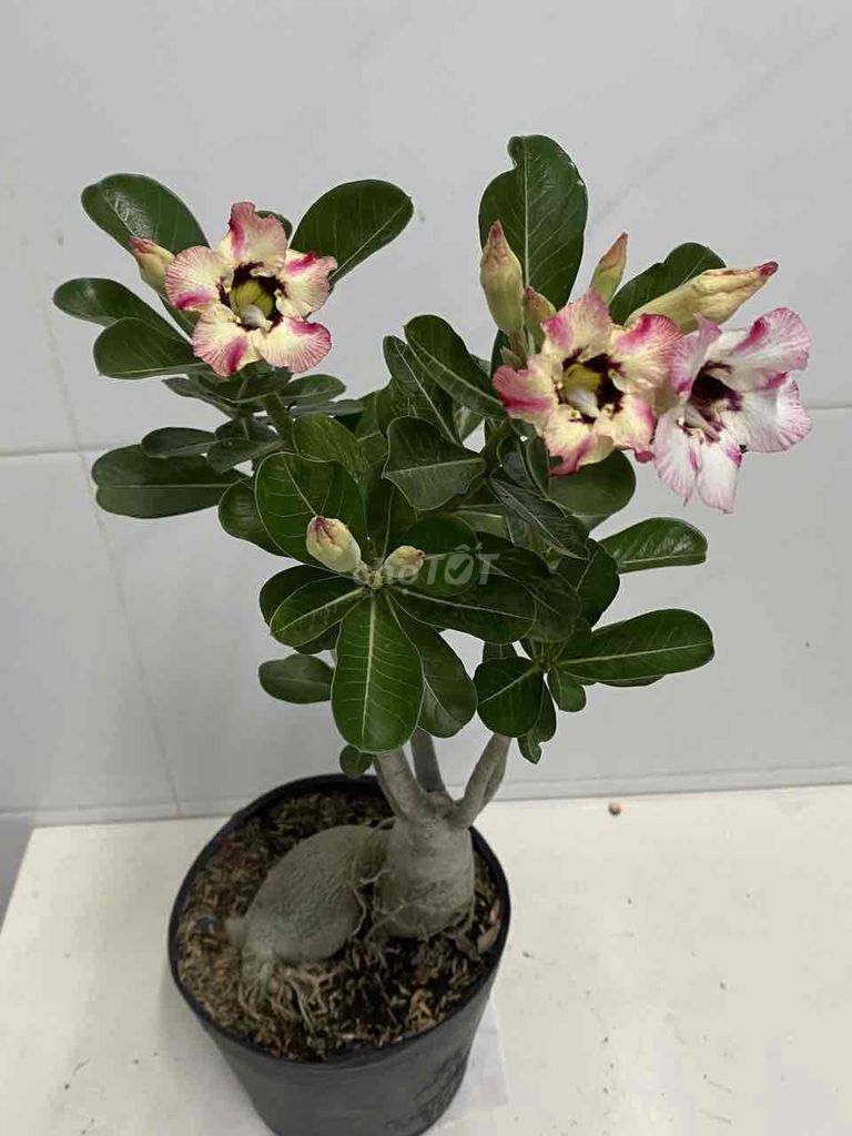 sứ hạt. Mua bán Cây cảnh, đồ trang trí tại Quận 7 Tp Hồ Chí Minh được đăng bởi Nga Trần hình 1