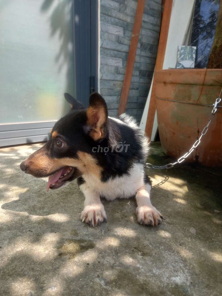 Bán bé corgi đực 6 tháng tuổi