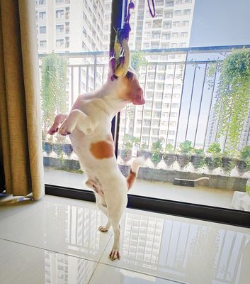 Bé chó Chihuahua tìm gd yêu thương. Mua bán Chó tại Thành phố Thủ Đức Tp Hồ Chí Minh được đăng bởi Phạm Hoàng Khánh