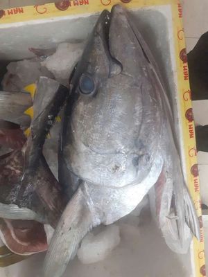 Đầu cá ngừ đại dương 200k/1cái. Mua bán Đồ ăn, thực phẩm và các loại khác tại Quận 4 Tp Hồ Chí Minh được đăng bởi Anh Thư