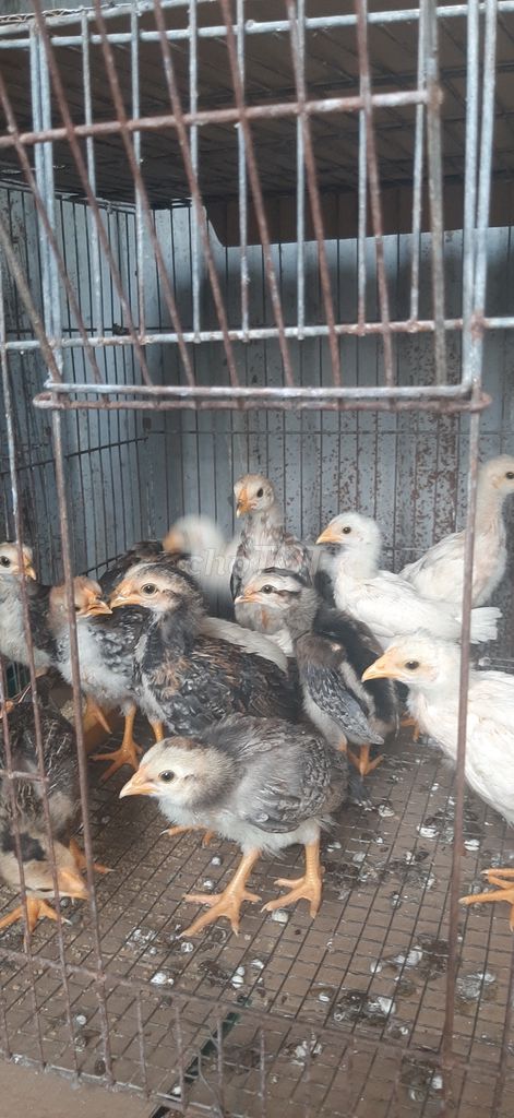 15 con gà tre asil mỷ 3 tuần tuổi khỏe mạnh bao