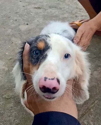 Chó Lạp xưởng Dachshund 2 bé cái trưởng thành. Mua bán Chó tại Quận 12 Tp Hồ Chí Minh được đăng bởi Pet Family
