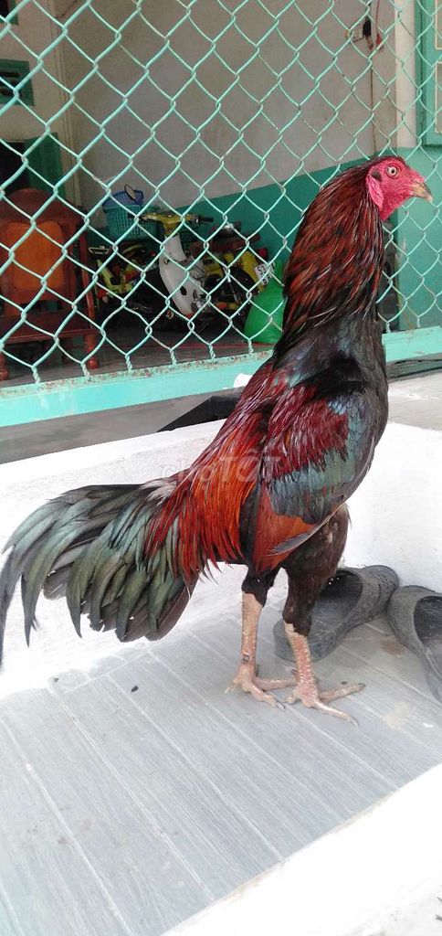 3,3 kg xanh nhanh chơi không nhận tin nhắn. Mua bán Gà tại Huyện Phong Điền Cần Thơ được đăng bởi Ký cần Thơ  hình 1