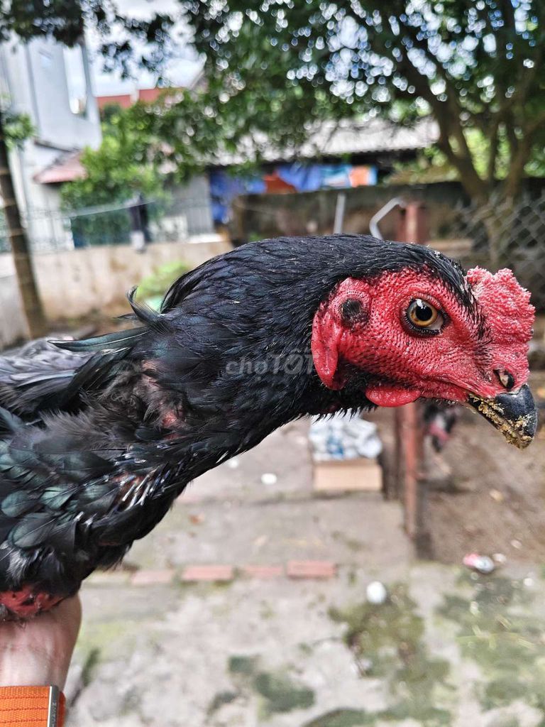 Gà trống Đen Đực làm cảnh, làm giống. Mua bán Gà tại Huyện Đan Phượng Hà Nội được đăng bởi Nam Duyên hình 1