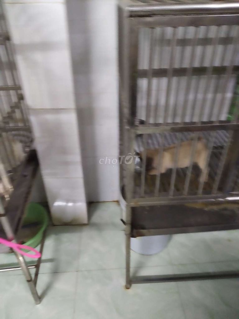 Bé pug gái. Mua bán Chó tại Quận 8 Tp Hồ Chí Minh được đăng bởi Pé Heo hình 2