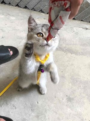 Mèo Anh Long ngắn màu xám trắng cần bán ạ. Mua bán Mèo tại Thành phố Cao Lãnh Đồng Tháp được đăng bởi Ngọc Hân