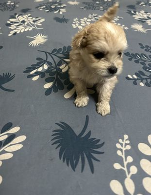 Chó Poodle. Mua bán Chó tại Quận 6 Tp Hồ Chí Minh được đăng bởi Trương Mỹ Quân