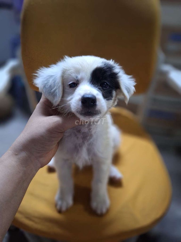 Tìm sen cho các bé. Mua bán Chó tại Quận Hoàng Mai Hà Nội được đăng bởi ben hình 3