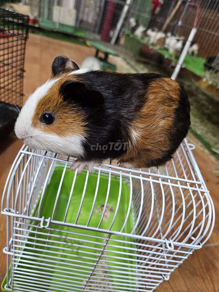 Chuột lang tam thể siêu đẹp 🐹. Mua bán Thú cưng khác tại Quận Tây Hồ Hà Nội được đăng bởi Huy Đỗ hình 1