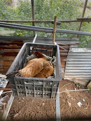 nghĩ nuôi dẹp ae oi. Mua bán Gà tại Huyện Châu Phú An Giang được đăng bởi Hiếu Minh Quách