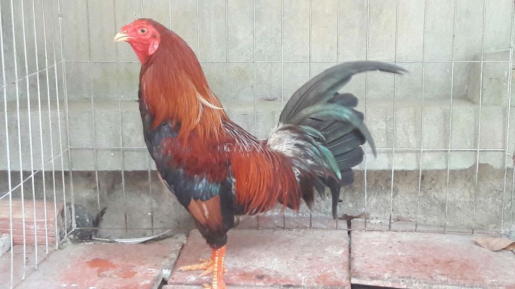 Tre 1,4kg. Mua bán Gà tại Huyện Long Hồ Vĩnh Long được đăng bởi BA KHOA hình 1