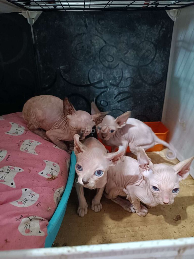 Mèo Ai Cập 2 tháng tuổi Hồng nhạt. Mua bán Mèo tại Quận Đống Đa Hà Nội được đăng bởi Phạm Hoa hình 1