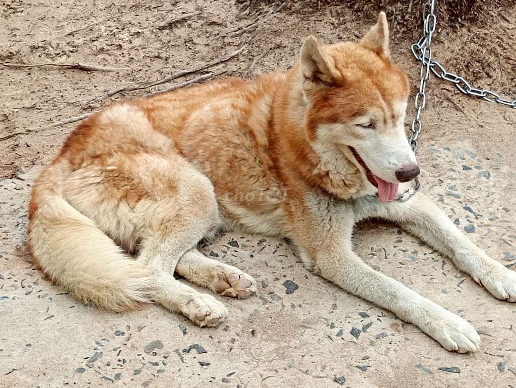 Chó Husky đực trưởng thành. Mua bán Chó tại Thành phố Cao Lãnh Đồng Tháp được đăng bởi Nhân Rottweiler  hình 1