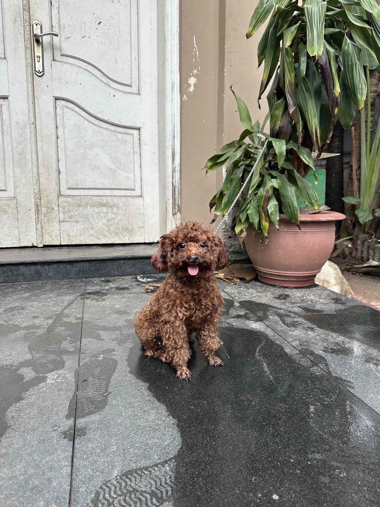 poodle tiny gt cái