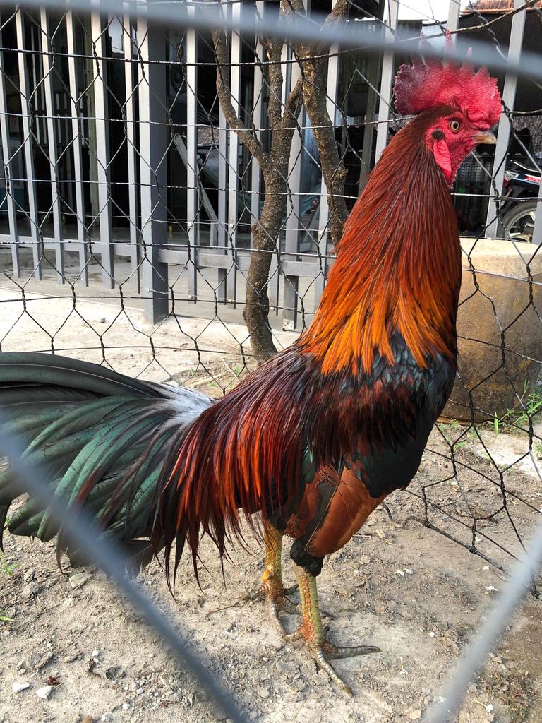 Gà chọi Đực 2.7kg. Mua bán Gà tại Thành phố Ngã Bảy Hậu Giang được đăng bởi Minh hình 1