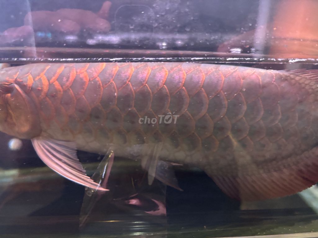 Huyết long u43 màu đẹp. Mua bán Thú cưng khác tại Quận 7 Tp Hồ Chí Minh được đăng bởi Huy Mập Abino hình 2