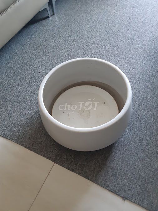 Chậu trồng cây Gốm sứ Trắng. Mua bán Cây cảnh, đồ trang trí tại Thành phố Thủ Đức Tp Hồ Chí Minh được đăng bởi Anh Tú hình 1