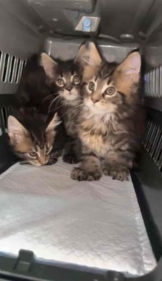 Mainecoon Poly