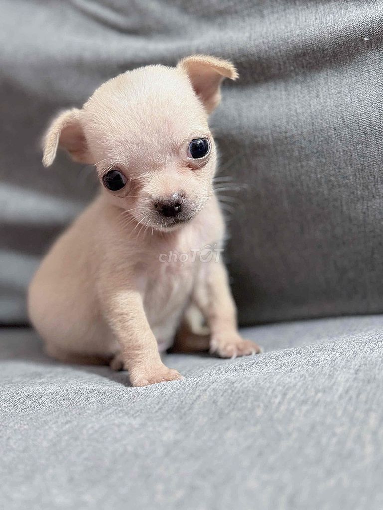 Chó Chihuahua siêu nhỏ màu Kem cả hai. Mua bán Chó tại Thành phố Châu Đốc An Giang được đăng bởi Lộc hình 1