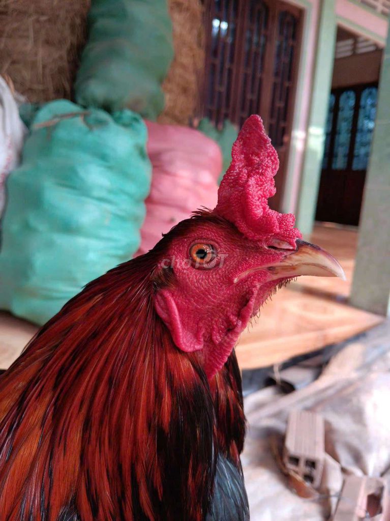 Gà chọi Điều 2.8kg chân vàng. Mua bán Gà tại Huyện Thạnh Phú Bến Tre được đăng bởi thành vinh hình 1