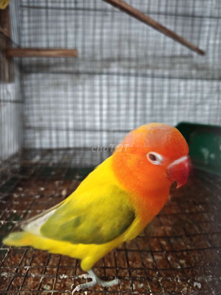 Chim Lovebird Euwing. Mua bán Chim tại Thành phố Thủ Đức Tp Hồ Chí Minh được đăng bởi Goal Pr hình 1