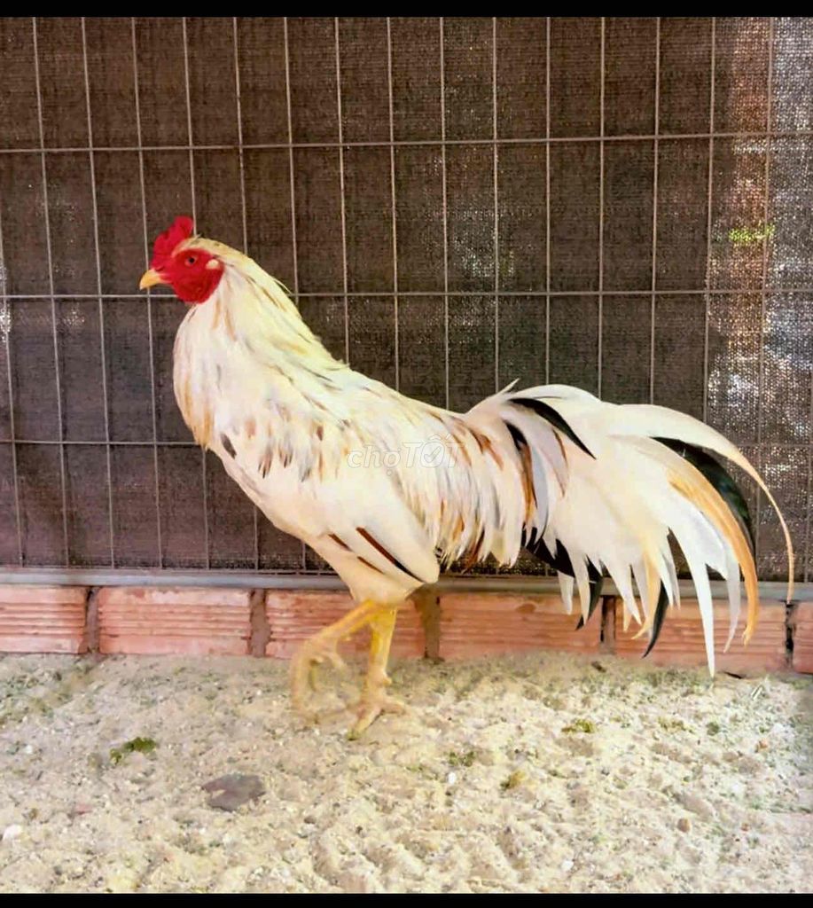 Gà Trống 3.1kg 12 tháng. Mua bán Gà tại Thành phố Thủ Đức Tp Hồ Chí Minh được đăng bởi Tín  hình 1