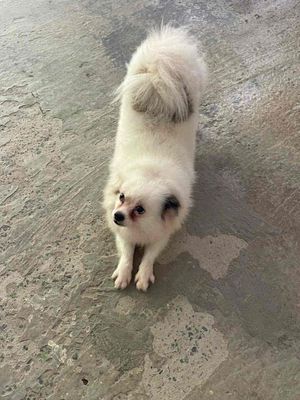 cần gả mấy ẻm dọn chuồng nghỉ nuôi ạ. Mua bán Chó tại Thị xã Bình Minh Vĩnh Long được đăng bởi Chó Kiểng