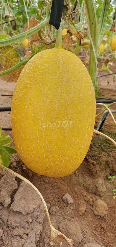 [Bán sỉ] 400kg Dưa lưới Huỳnh Long 1-1.2kg/trái. Mua bán Đồ ăn, thực phẩm và các loại khác tại Quận Bình Thạnh Tp Hồ Chí Minh được đăng bởi Dưa Lưới LiFarm hình 2